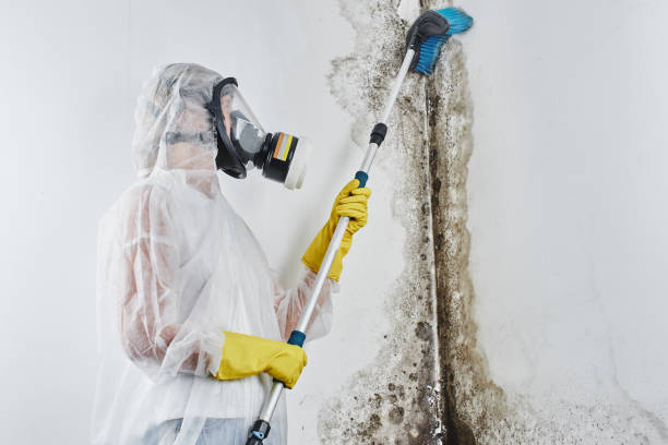 Best Mold Remediation  in Concordia, MO