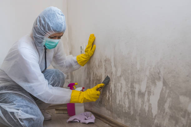 Best Mold Remediation  in Concordia, MO