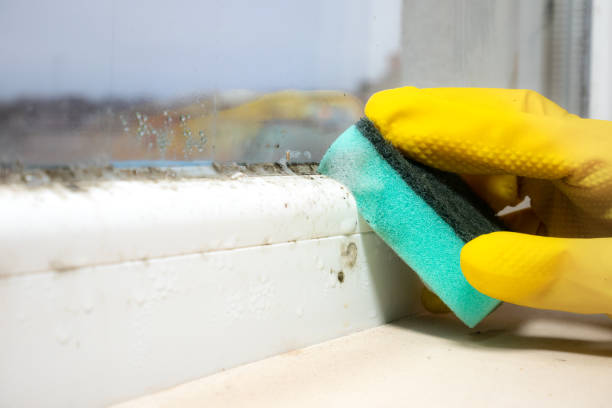 Best Home Mold Removal  in Concordia, MO