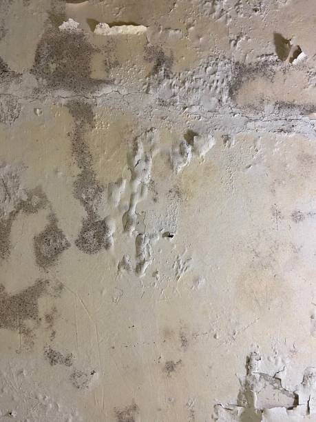 Best Mold Cleaning Services  in Concordia, MO
