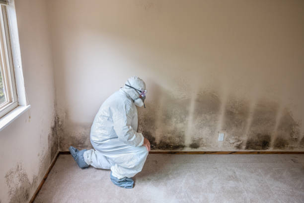 Best Commercial Mold Removal  in Concordia, MO