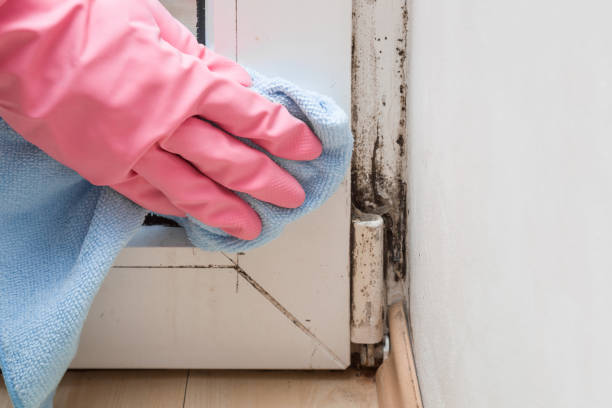 Best Local Mold Removal Service  in Concordia, MO